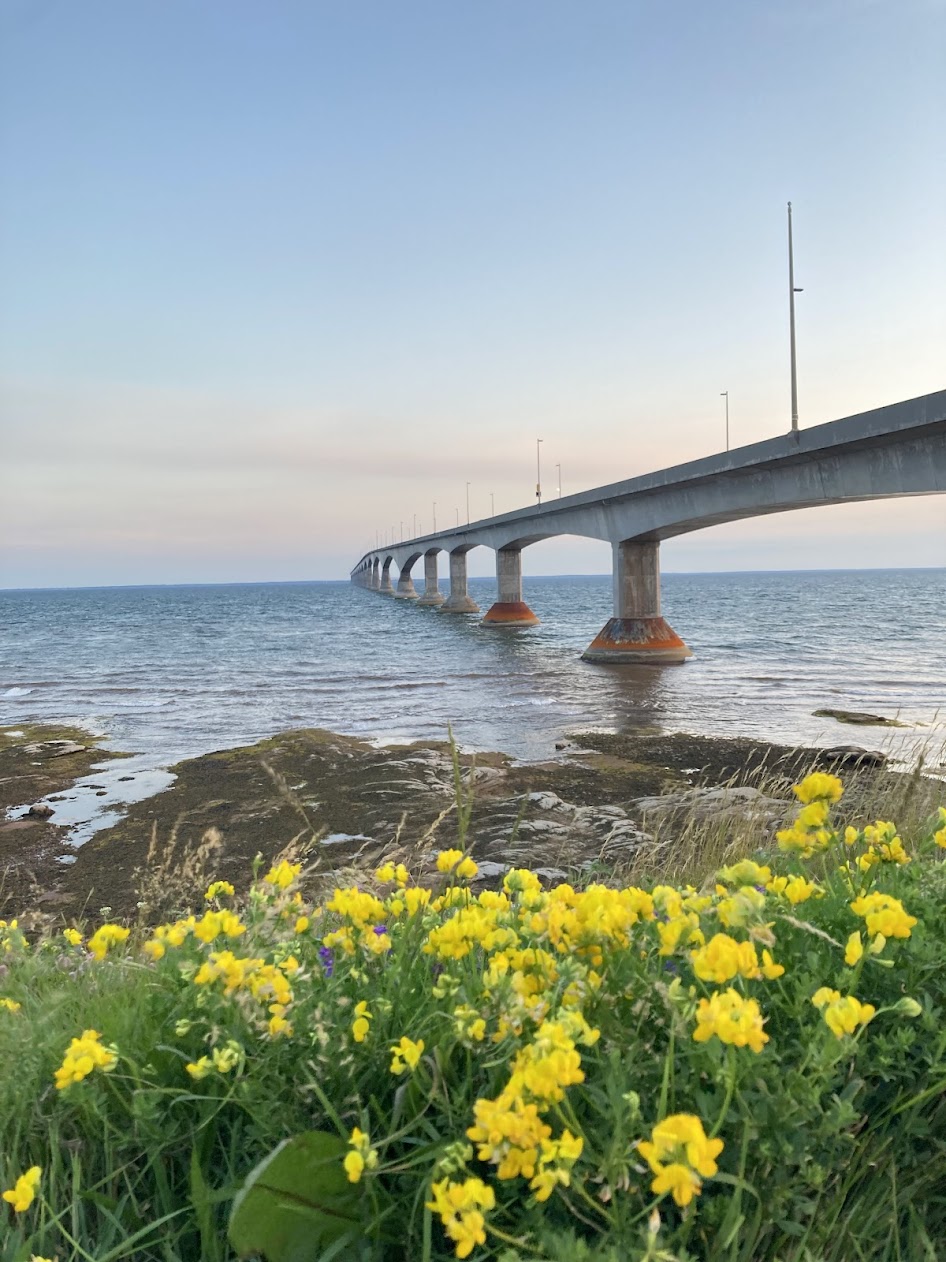 confederation bridge with yellow flowers in foreground