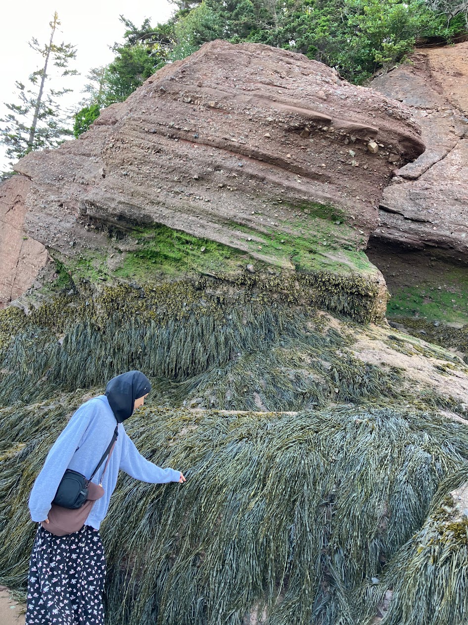 girl touching seaweed on a rock