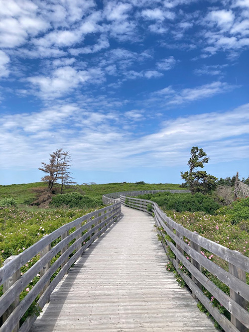boardwalk path to greenwich beach with greenery on the sides